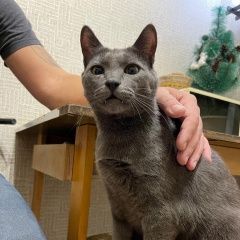 Подробнее об объявлении «Найден кот Люберцы» Фото: найдена кошка Русская голубая кошка «Найден кот Люберцы» в г. Люберцы