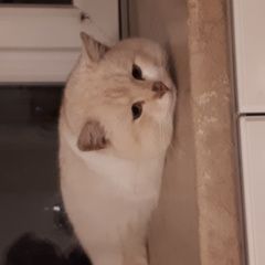 Подробнее об объявлении «Найден кот британец-кот Уфа» Фото: найдена кошка Британская короткошерстная кошка «Найден кот британец-кот Уфа» в г. Уфа
