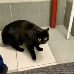 Подробнее об объявлении «Найдена кошка или кот чёрный Реутов» Фото: найдена кошка  «Найдена кошка или кот чёрный Реутов» в г. Реутов