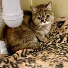 Подробнее об объявлении «Найдена кошка шотландская Реутов» Фото: найдена кошка  «Найдена кошка шотландская Реутов» в г. Реутов