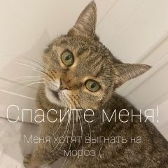 Подробнее об объявлении «Найдена кошка Ростов-на-Дону» Фото: найдена кошка  «Найдена кошка Ростов-на-Дону» в г. Ростов-на-Дону