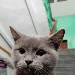 Подробнее об объявлении «Найдена кошка Краснодар» Фото: найдена кошка Британская короткошерстная кошка «Найдена кошка Краснодар» в г. Краснодар