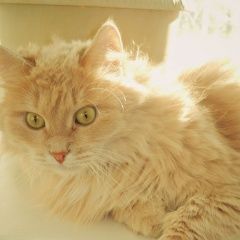 Подробнее об объявлении «Найдена кошка Ярославль» Фото: найдена кошка  «Найдена кошка Ярославль» в г. Ярославль