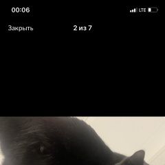 Подробнее об объявлении «Найден кот Ростов-на-Дону» Фото: найдена кошка  «Найден кот Ростов-на-Дону» в г. Ростов-на-Дону