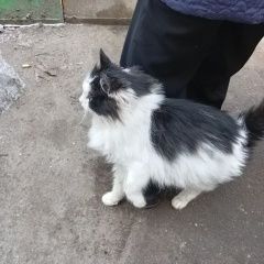 Подробнее об объявлении «Москва Найдена кошка микрорайон марьино» Фото: найдена кошка  «Москва Найдена кошка микрорайон марьино» в г. Москва