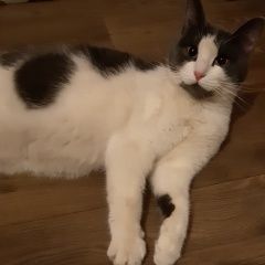 Подробнее об объявлении «Санкт-Петербург Найдена кошка московский р-он» Фото: найдена кошка  «Санкт-Петербург Найдена кошка московский р-он» в г. Санкт-Петербург