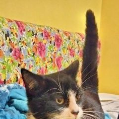 Подробнее об объявлении «Найден котик в оранжевом ошейнике Ейск» Фото: найдена кошка  «Найден котик в оранжевом ошейнике Ейск» в г. Ейск