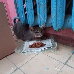 Подробнее об объявлении «Найдена кошка Клин» Фото: найдена кошка  «Найдена кошка Клин» в г. Клин