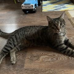 Подробнее об объявлении «Найден кот. г. микрорайон гривно Климовск» Фото: найдена кошка  «Найден кот. г. микрорайон гривно Климовск» в г. Климовск