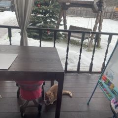 Подробнее об объявлении «Найдена кошка снт луч первомайское Троицк» Фото: найдена кошка  «Найдена кошка снт луч первомайское Троицк» в г. Троицк