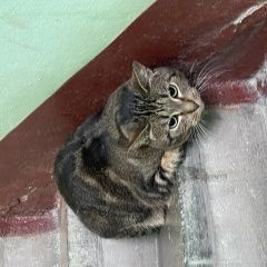 Картинка найдена кошка В городе Санкт-Петербург нашлась киса. Санкт-Петербург