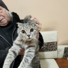 Подробнее об объявлении «Найдена кошка вислоухая, ласковая, чистенькая, Видное» Фото: найдена кошка  «Найдена кошка вислоухая, ласковая, чистенькая,...» в г. Видное