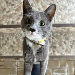 Картинка найдена кошка В городе Майкоп (Адыгея) замечен котишка. Майкоп (Адыгея)