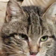 Подробнее об объявлении «Найдена кошка Истра» Фото: найдена кошка  «Найдена кошка Истра» в г. Истра