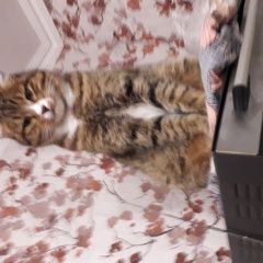 Подробнее об объявлении «Найдена кошка Альметьевск» Фото: найдена кошка  «Найдена кошка Альметьевск» в г. Альметьевск