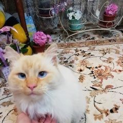 Подробнее об объявлении «Найден кот породы невская маскарадная Ростов-на-Дону» Фото: найдена кошка Невская маскарадная «Найден кот породы невская маскарадная...» в г. Ростов-на-Дону