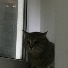 Подробнее об объявлении «Найдена кошка возможно потеряшка. Волгодонск» Фото: найдена кошка  «Найдена кошка возможно потеряшка. Волгодонск» в г. Волгодонск