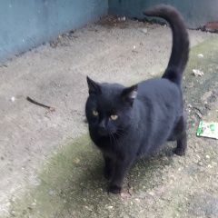 Подробнее об объявлении «Найден кот Пущино» Фото: найдена кошка  «Найден кот Пущино» в г. Пущино