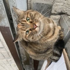 Подробнее об объявлении «Санкт-Петербург Найдена кошка» Фото: найдена кошка  «Санкт-Петербург Найдена кошка» в г. Санкт-Петербург