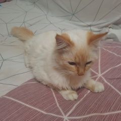 Подробнее об объявлении «Найден кот д. чепелево Чехов» Фото: найдена кошка  «Найден кот д. чепелево Чехов» в г. Чехов