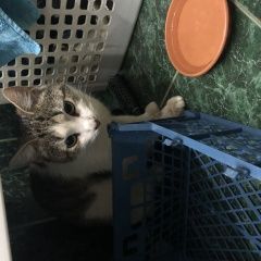 Подробнее об объявлении «Санкт-Петербург Найден кот т кот» Фото: найдена кошка  «Санкт-Петербург Найден кот т кот» в г. Санкт-Петербург