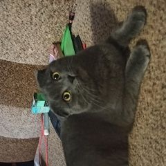 Подробнее об объявлении «Найден кот, британской вислоухий Невинномысск» Фото: найдена кошка Британская короткошерстная кошка «Найден кот, британской вислоухий Невинномысск» в г. Невинномысск