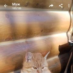 Подробнее об объявлении «Найден кот Светлогорск» Фото: найдена кошка  «Найден кот Светлогорск» в г. Светлогорск