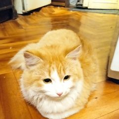 Подробнее об объявлении «Красноярск Найден кот» Фото: найдена кошка  «Красноярск Найден кот» в г. Красноярск