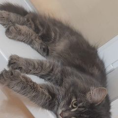 Картинка найдена кошка В городе Саратов обнаружена кошечка. Саратов