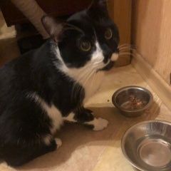 Подробнее об объявлении «Санкт-Петербург Найдена кошка» Фото: найдена кошка  «Санкт-Петербург Найдена кошка» в г. Санкт-Петербург