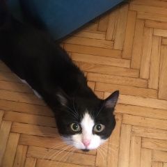 Подробнее об объявлении «Найдена кошка Москва» Фото: найдена кошка  «Найдена кошка Москва» в г. Москва