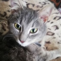 Подробнее об объявлении «Найден кот молодой котик Пермь» Фото: найдена кошка  «Найден кот молодой котик Пермь» в г. Пермь