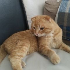 Подробнее об объявлении «Найден кот Балашиха» Фото: найдена кошка Британская короткошерстная кошка «Найден кот Балашиха» в г. Балашиха