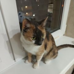 Подробнее об объявлении «Найдена кошка отдаем стерилизованную трехцветную кошку Краснодар» Фото: найдена кошка  «Найдена кошка отдаем стерилизованную...» в г. Краснодар