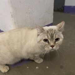 Картинка найдена кошка В городе Волгоград обнаружена киска. Волгоград