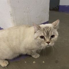 Подробнее об объявлении «Найдена кошка домашний кот Волгоград» Фото: найдена кошка  «Найдена кошка домашний кот Волгоград» в г. Волгоград