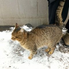 Подробнее об объявлении «Найдена кошка или кот Москва» Фото: найдена кошка  «Найдена кошка или кот Москва» в г. Москва