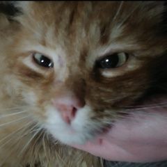 Подробнее об объявлении «Найден кот не кастрированный, шея бритая Истра» Фото: найдена кошка  «Найден кот не кастрированный, шея бритая Истра» в г. Истра