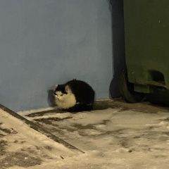 Подробнее об объявлении «Санкт-Петербург Найдена кошка» Фото: найдена кошка  «Санкт-Петербург Найдена кошка» в г. Санкт-Петербург