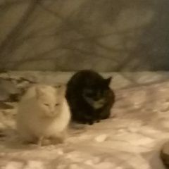 Подробнее об объявлении «Найдена кошка Химки» Фото: найдена кошка  «Найдена кошка Химки» в г. Химки