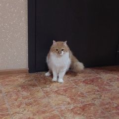 Подробнее об объявлении «Найден кот рыже-белый кот, взрослый большой Краснодар» Фото: найдена кошка  «Найден кот рыже-белый кот, взрослый большой...» в г. Краснодар