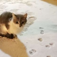 Подробнее об объявлении «Найдена кошка белая с серыми пятнами Мытищи» Фото: найдена кошка  «Найдена кошка белая с серыми пятнами Мытищи» в г. Мытищи