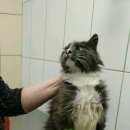 Подробнее об объявлении «Мытищи Найден кот» Фото: найдена кошка  «Мытищи Найден кот» в г. Мытищи