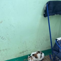Подробнее об объявлении «Найдена кошка Мытищи» Фото: найдена кошка  «Найдена кошка Мытищи» в г. Мытищи