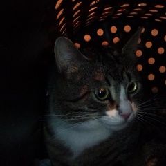Подробнее об объявлении «Санкт-Петербург Найден котик в ноябре» Фото: найдена кошка  «Санкт-Петербург Найден котик в ноябре» в г. Санкт-Петербург