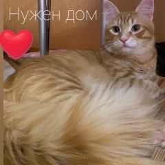 Подробнее об объявлении «Найден кот Ростов-на-Дону» Фото: найдена кошка  «Найден кот Ростов-на-Дону» в г. Ростов-на-Дону