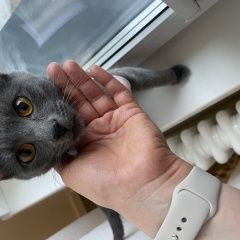 Подробнее об объявлении «Найдена кошка Москва» Фото: найдена кошка  «Найдена кошка Москва» в г. Москва