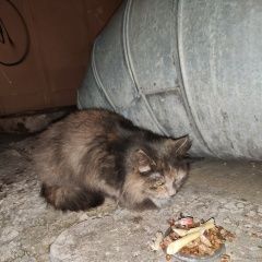 Подробнее об объявлении «Одинцово Найдена кошка появилась не давно» Фото: найдена кошка  «Одинцово Найдена кошка появилась не давно» в г. Одинцово