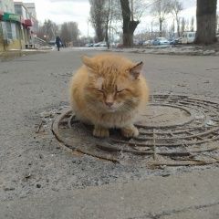 Подробнее об объявлении «Найден кот большой рыжий кот Белгород» Фото: найдена кошка  «Найден кот большой рыжий кот Белгород» в г. Белгород