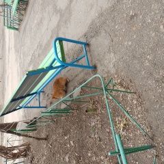 Подробнее об объявлении «Найден кот обнаружен Волгодонск» Фото: найдена кошка  «Найден кот обнаружен Волгодонск» в г. Волгодонск